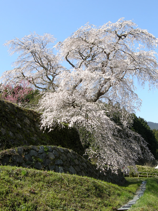 又兵衛桜