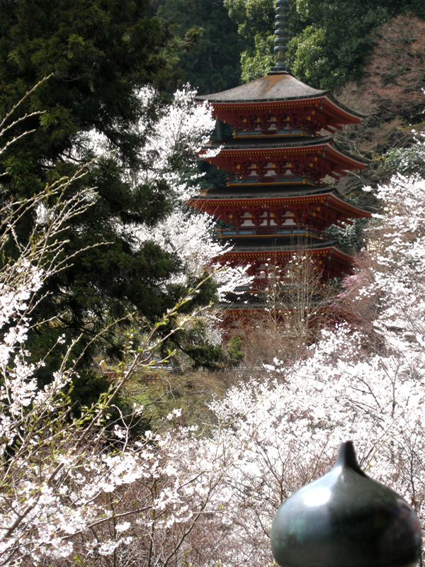 長谷寺の桜