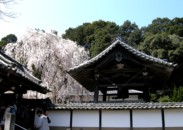 大野寺の桜