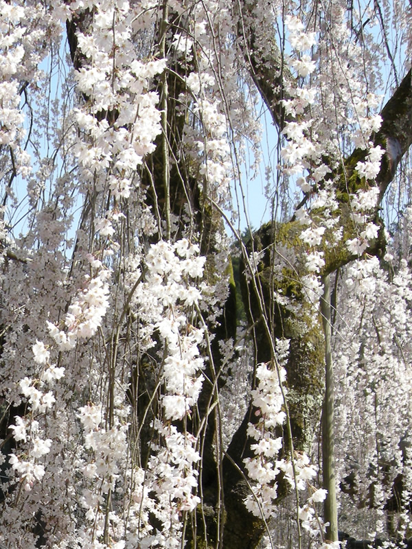 大野寺