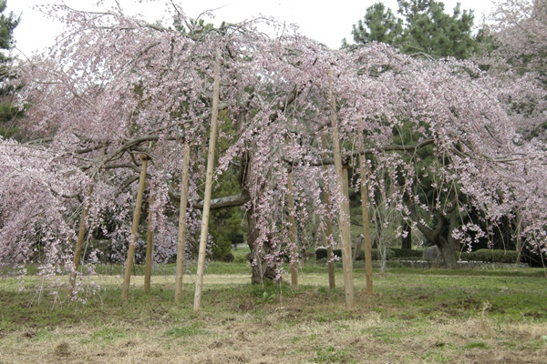 桜